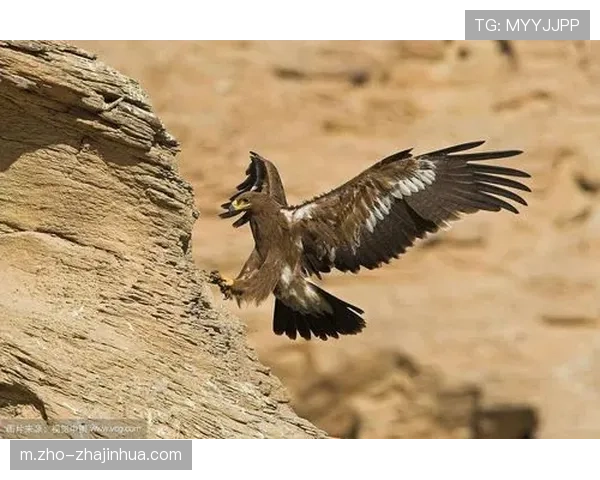 公牛力拼三连胜吉迪成疑成关键 老鹰誓阻连胜势头 公牛力拼三连胜吉迪成疑成关键 老鹰誓阻连胜势头